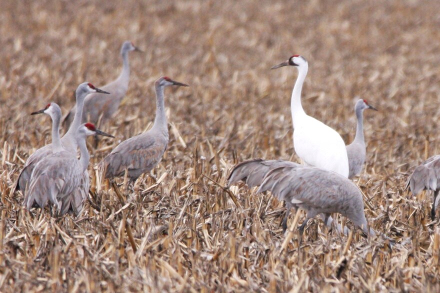 A whooping crane.