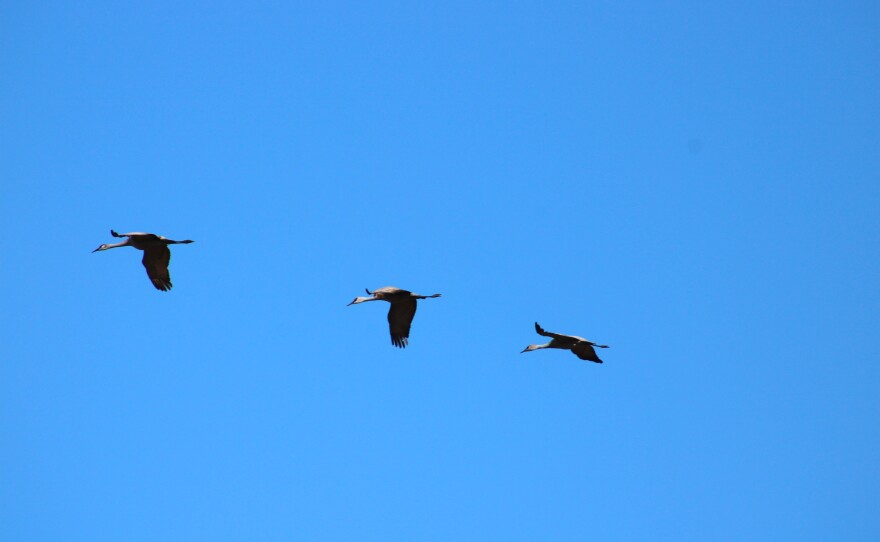 Three Sandhill Cranes fly overhead.