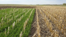 A cereal rye cover crop grows (at left) in a field where corn was recently harvested. Cover crops can capture nutrients such as nitrate and prevent them from polluting nearby streams.