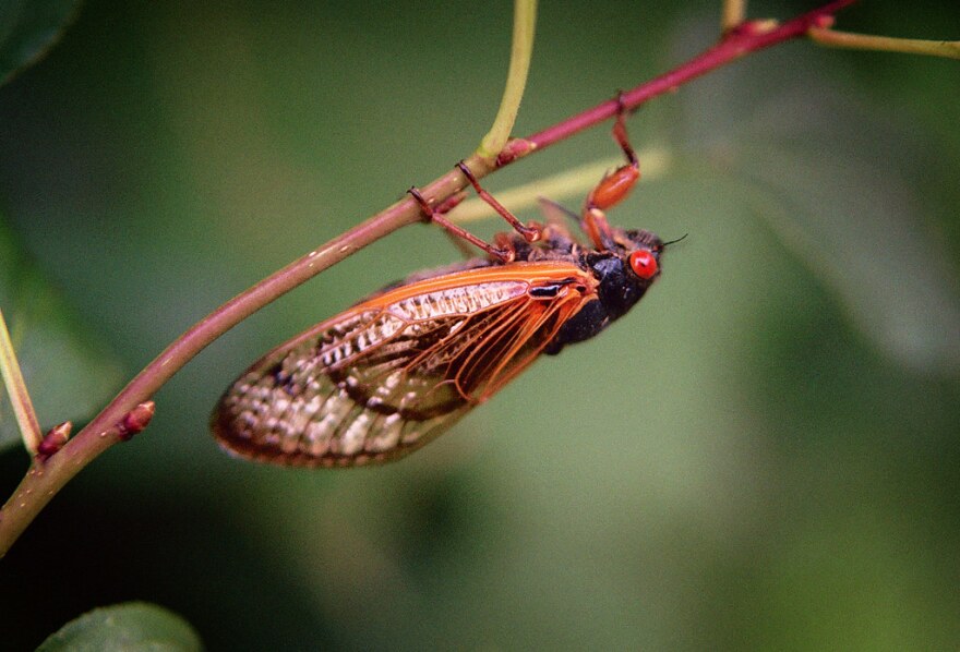 A black insect with large transparent wings, orange eyes and orange legs sits on a leaf. There are more light green leaves in the background.