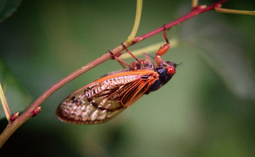 A cicada hangs on a branch