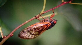 A cicada hangs on a branch