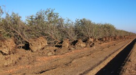 Water scarcity in Westlands Water District has caused some almond growers to tear out their older orchards.