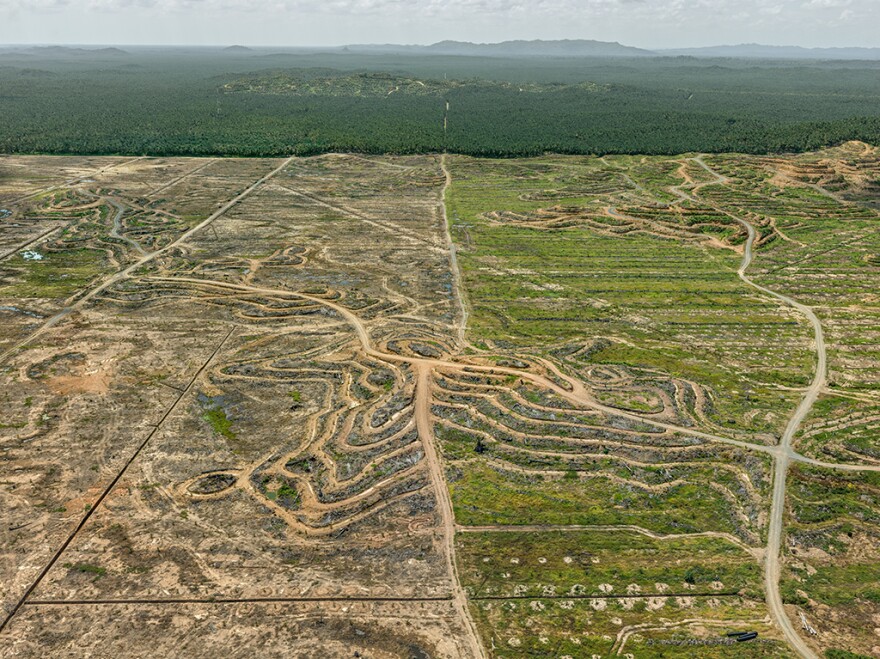 An aerial view of a palm plantation on the island of Borneo. <a href=nclimate2277__enormous.html tracts</a> of tropical rainforest have been cleared to grow the lucrative crop, which is used to create palm oil, a vegetable oil that is also used in food processing.