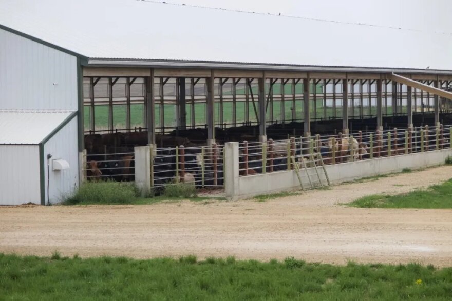 A major source of nitrates contaminating waters of the Corn Belt is manure from large confined livestock operations, like this cattle feeding operation in northeast Iowa.