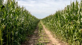 Two tire tracks make a dirt path through a field of corn.