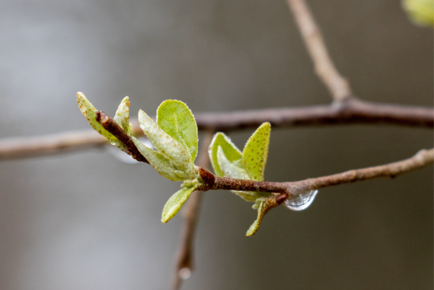 The tip of a brown branch is in focus. The branch is budding small green leaves speckled with red dots. A water drop hangs from the branch.