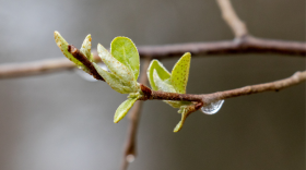 The tip of a brown branch is in focus. The branch is budding small green leaves speckled with red dots. A water drop hangs from the branch.