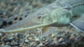  An endangered pallid sturgeon swims in an aquarium at the Gavins Point National Fish Hatchery in Yankton, South Dakota. Some say recovery efforts for the pallids and other animals on the Missouri River could also help protect the floodplain. 