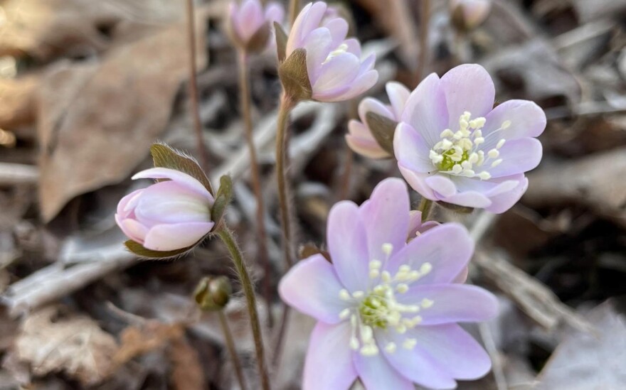 Small purple-white flowers with white filaments