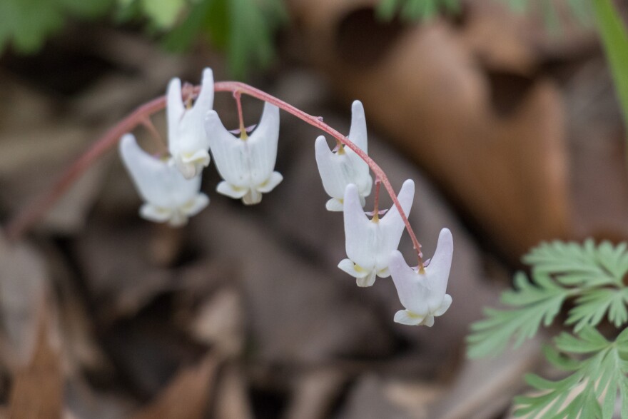 White flowers that resemble pants