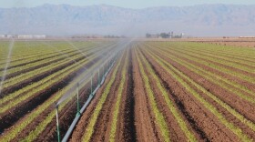 Sprinklers deliver vital Colorado River water to a field of celery in California's Imperial Valley. The Imperial Irrigation District draws enough water from the river each year to cover 470,000 acres with 5 inches of water.