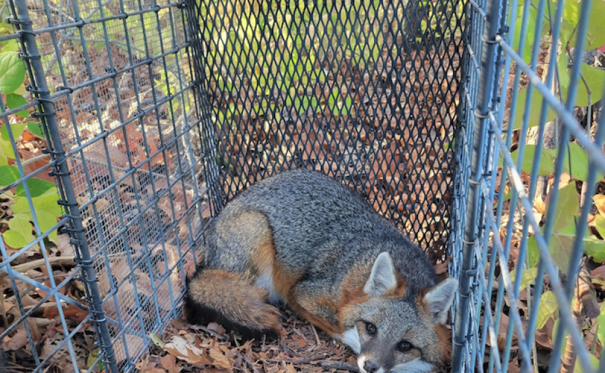 A gray fox sites in a metal cage outside