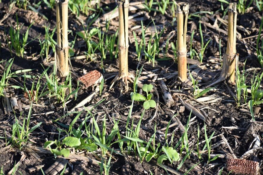 A cover crop of oats and radish was planted in mid-September in a corn silage field near Remsen in the Deep Creek Watershed.