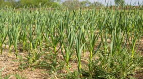 Long green garlic shoots grow up out of ground covered in straw mulch