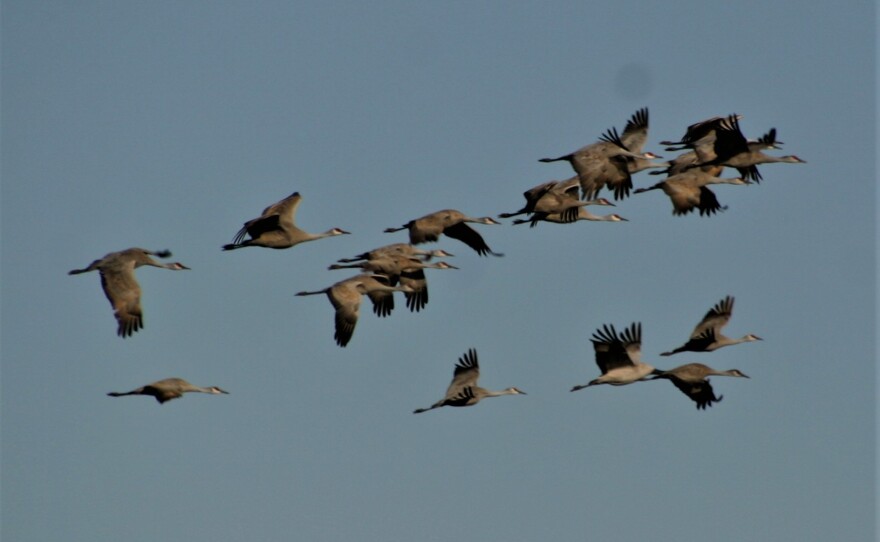 Sandhill Cranes flying.