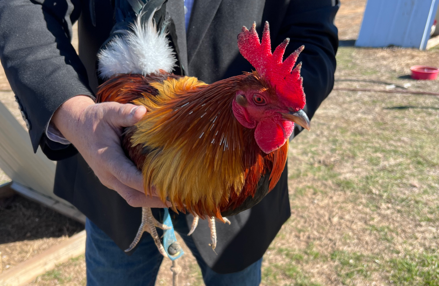 A man holds a rooster.