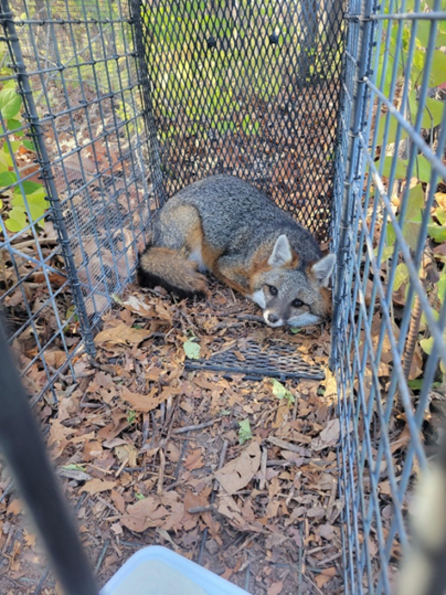 In November 2023, William Deck caught a gray fox in Lee County, Iowa, for the DNR's pilot study. "I'm probably as shocked as anybody that he was in that trap," said Deck. Deck and DNR biologist DaveHoffman said "gray fox one" or "GF1" was surprisingly docile and calm.