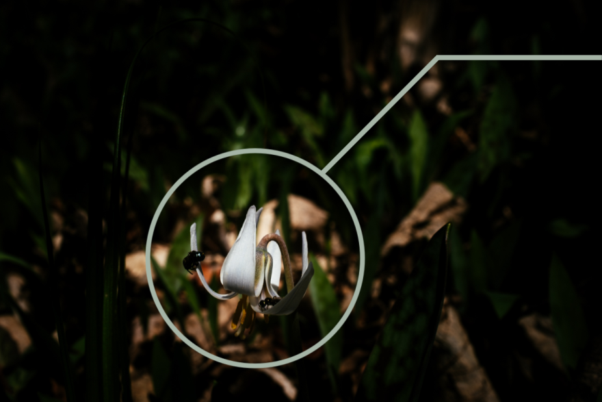 A photo of a white trout lily is highlighted and circled.