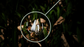 A photo of a white trout lily is highlighted and circled.