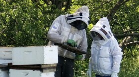 Two beekeepers in protective gear stand by a stack of crates as bees fly around them. 