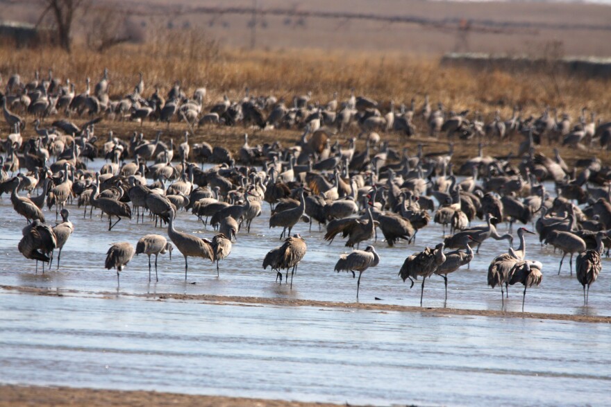 Sandhill Cranes gather in the Platte River in Nebraska.