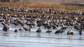 Sandhill Cranes gather in the Platte River in Nebraska.