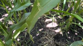 Photo shows the green leaves of a corn plant and a shot of the ground that includes almost black soil and dried-up field debris.