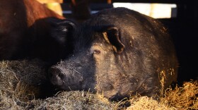 Jeffery lays in the hay on Friday, March, 19, 2021, in Chillicothe, Mo. He has what owner Andrew Geiser calls a mule foot, solid like a horses, which is a rare hog breed in the U.S. Geiser believes in what he calls "being a steward of the land. I was taught to leave things better than you found them," he said.