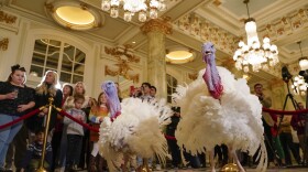 Two turkeys, named Liberty and Bell, who will attend the annual presidential pardon at the White House ahead of Thanksgiving, attend a news conference on Sunday at the Willard InterContinental Hotel in Washington.