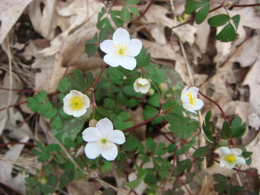 small white flowers