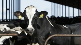 Dairy farms that capture methane from their cows' manure can earn valuable pollution-cutting credits through California's Low Carbon Fuel Standard.