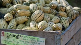 Delicata and acorn squash are best eaten in the first few weeks after harvest.