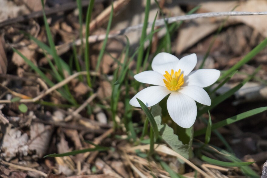 Small white flower with large petals.