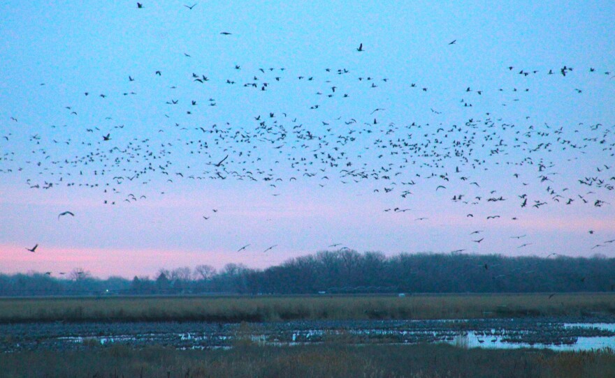 Cranes rise over the Platte.