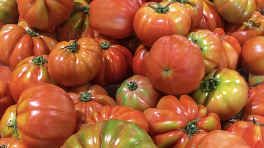 Several red and green tomatoes