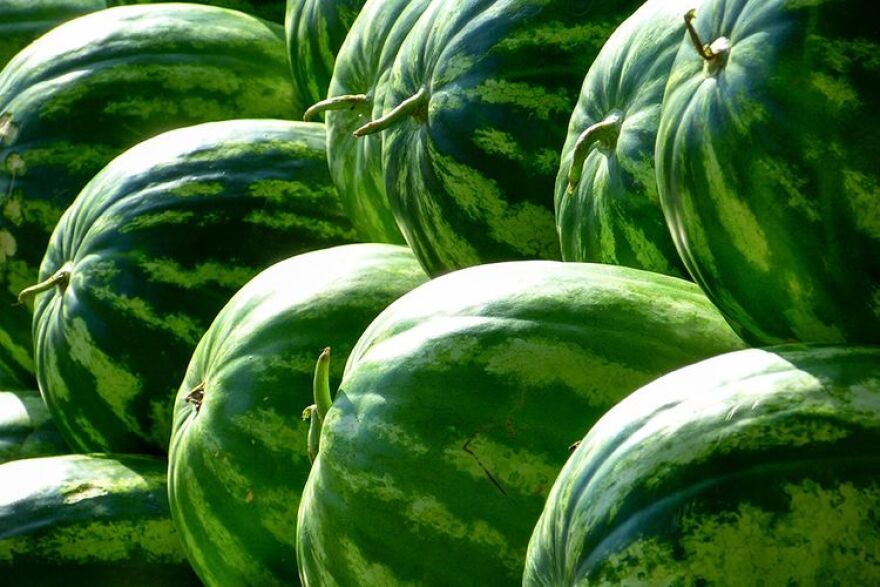 Several striped green watermelons