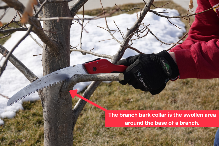 Gloved hands hold a small red saw. They are cutting a branch close to the trunk of a young, grey-brown oak tree. The branch has been cut previously and the lighter wood inside is visible. A red label identifies the swollen area at the base of the branch as the branch bark collar.