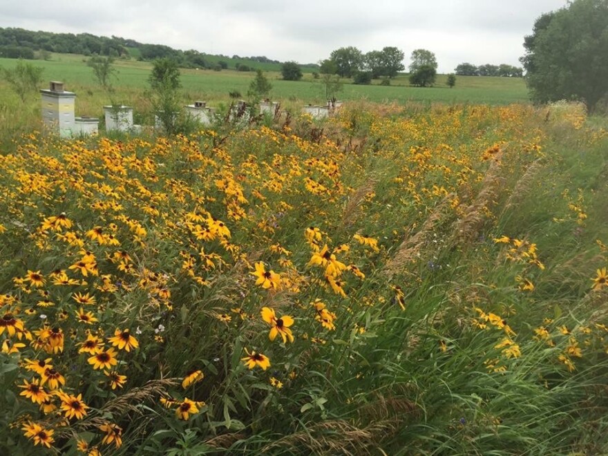 White boxes, or honeybee hives, sit in a field of yellow wildflowers. 