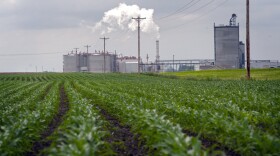 Young corn plants grow next to the Guardian Energy ethanol plant in Janesville, Minn. Five years ago, the U.S. government projected that in 2012, ethanol production would use up 30 percent of the nation's corn supply. Last year, it used 40 percent.