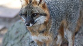 A gray fox perched on a log. Within the last four years, Iowa, Illinois, Indiana and Ohio have launched gray fox studies to find out why numbers have declined and what may help the species rebound.