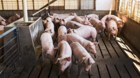 A group of young hogs are gathered on a hog farm. 