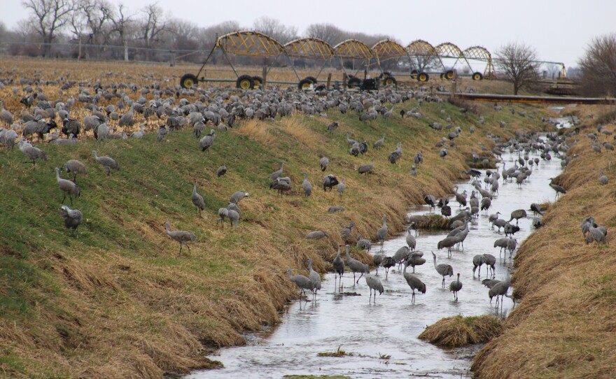 Cranes gather in a drainage.