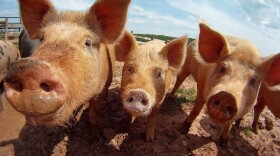 A group of hogs on a hog farm.