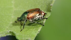  A Japanese beetle sits on a green leaf