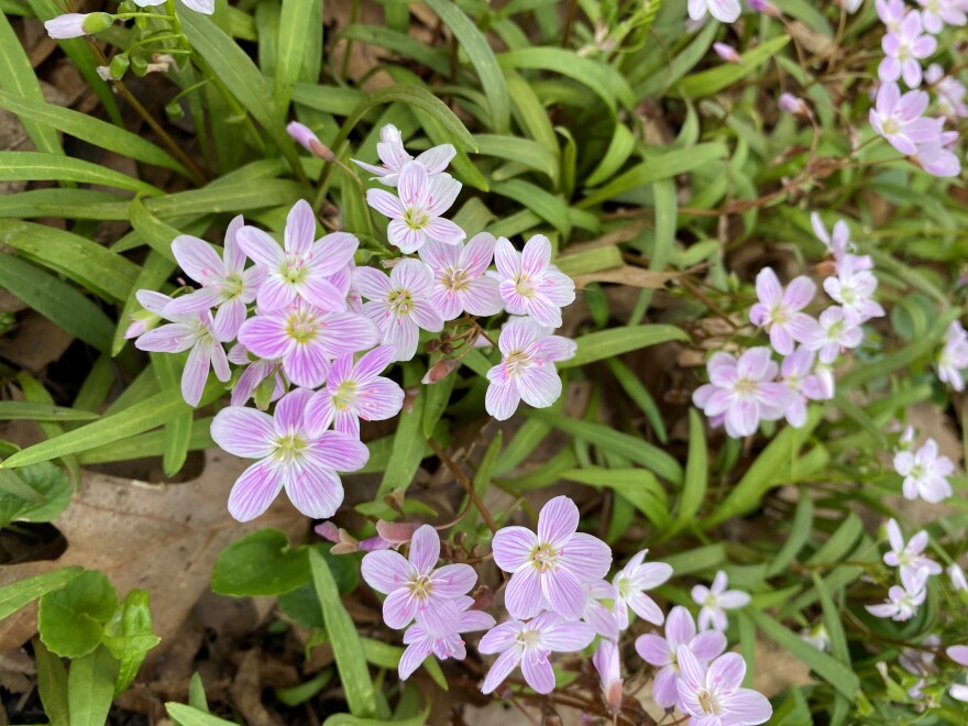 Small purple flowers