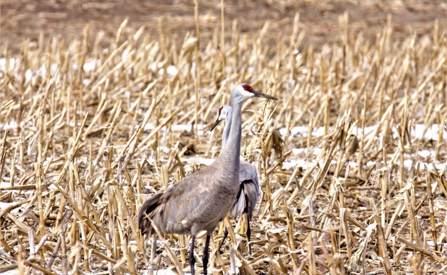 Two Sandhill Cranes.