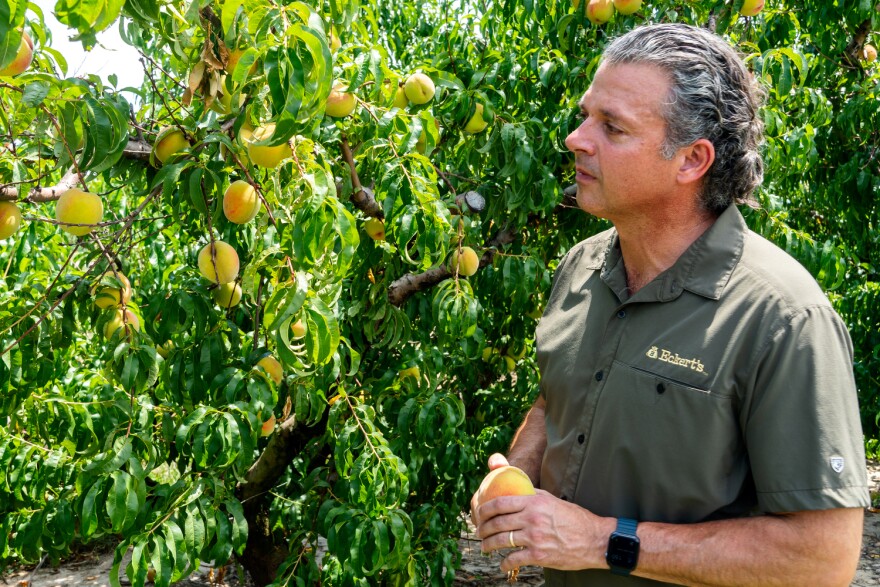  Chris Eckert, president of Eckert’s Inc., assesses some of his peaches at the orchard in Belleville, Illinois. “Goes to show you never can be too arrogant in this business, because Mother Nature is always going to treat you to some humble pie,” Eckert said.<br/><br/>