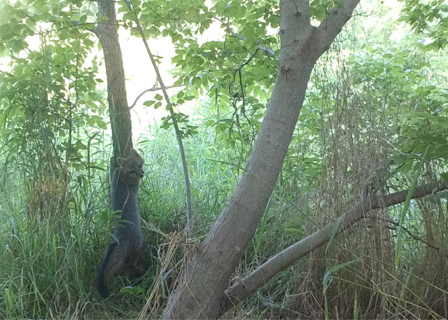 A gray fox is captured on camera as it begins to climb a small tree in Indiana in July 2021. With semi-retractable, hooked claws and rotating forearms, the gray fox is one of two species of canid with this ability.