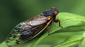 Periodical Cicadas spend 17 years underground feeding on tree sap. Now, billions of cicada nymphs are once again preparing to emerge from the earth and take to the treetops of 15 states across the East Coast and Midwest.